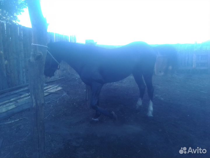 Продажа жеребца