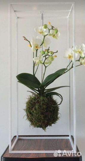 Искусственные цветы самшит кокедама подвес кашпо