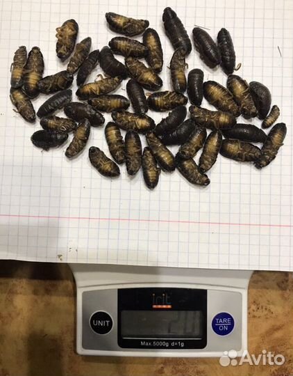 Корм для Стрижей. Сверчки, Тараканы мраморные