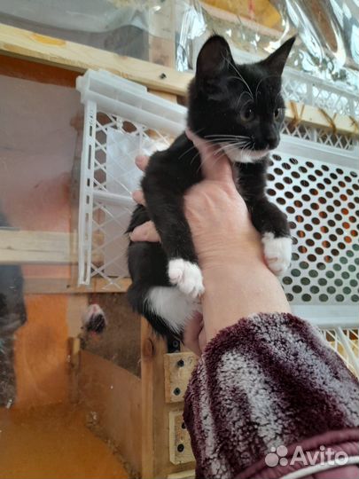 Котята,3 мес