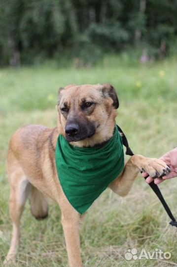 Отдам даром собаку