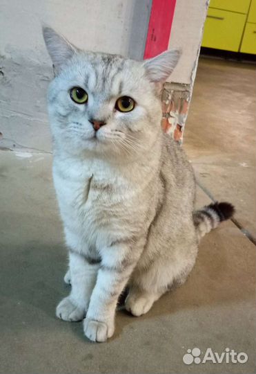 Шотландский кот на вязку