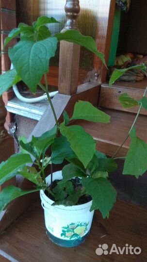 Физалис на посадку декоративный