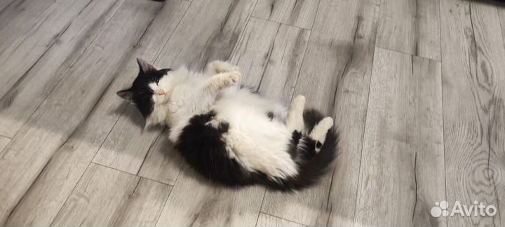 Отдам кота в добрые руки