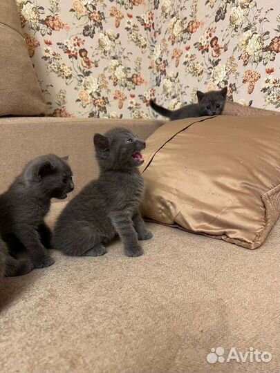 Котята британской кошки в дар