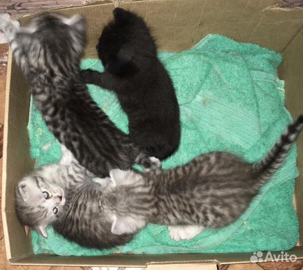 Котята в добрые руки бесплатно