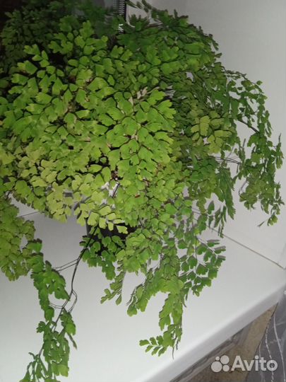 Замиокулькас, хатиора, адиантум