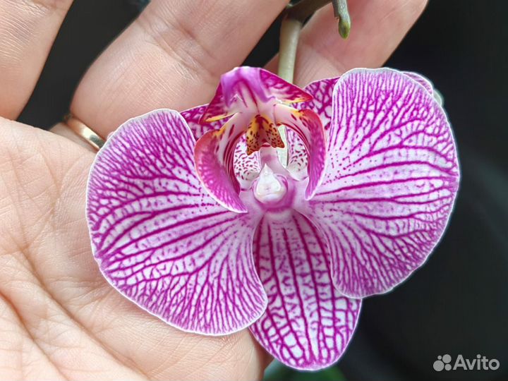 Орхидея фаленопсис бабочка