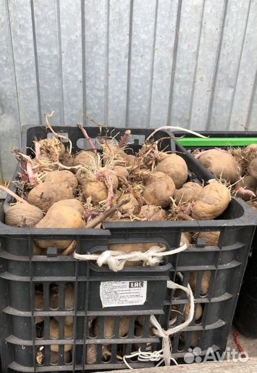 Картофель на семена