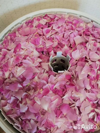 Лепестки чайной розы