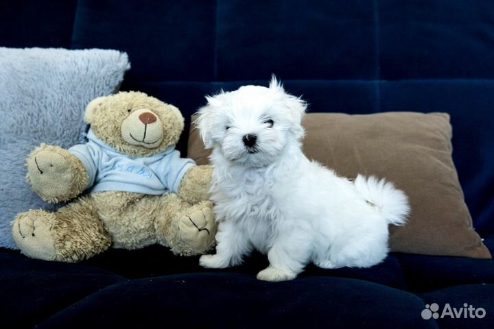 Щенки мальтезе