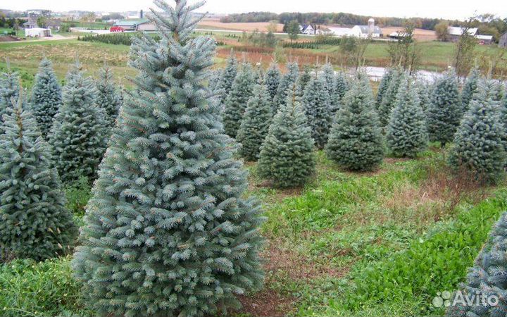 Сосна Живая / Ель Новогодняя Опт