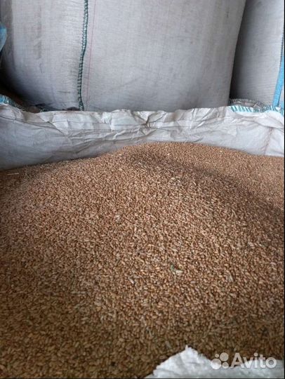 Зерно пшеница