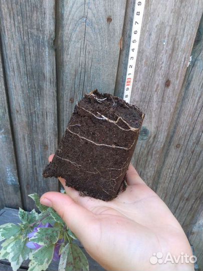 Гибискус сирийский