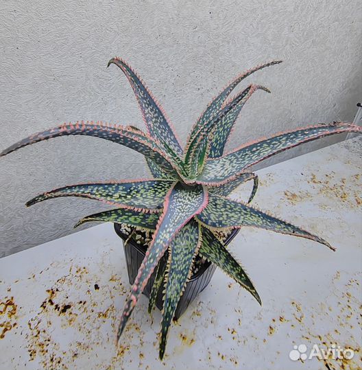 Алоэ сортовые/видовые/культивары (Aloe cultivars)