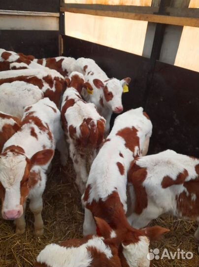 Телята бычки тёлочки бесплатная доставка