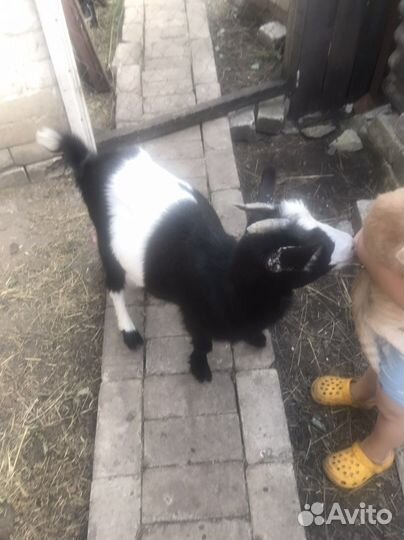 Камерунцы пара