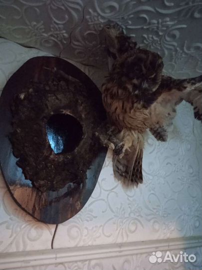 Чучела разные