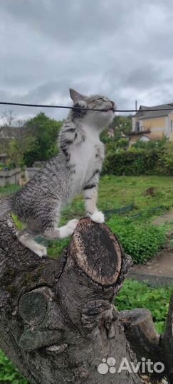 Котята в добрые руки (два мальчика и две девочки)