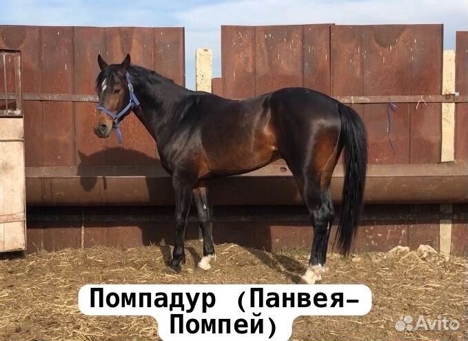 Молодая лошадь тракененской породы