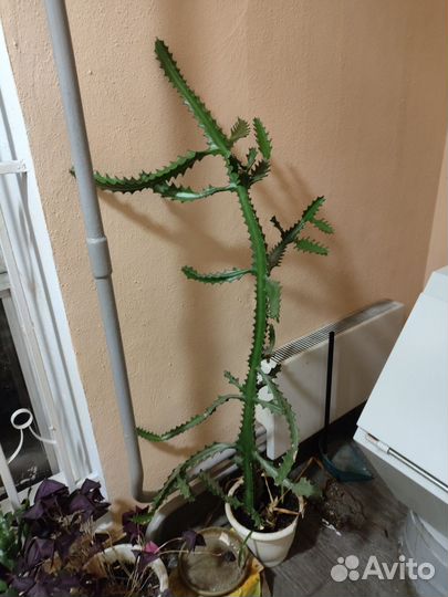 Кактус из Египта