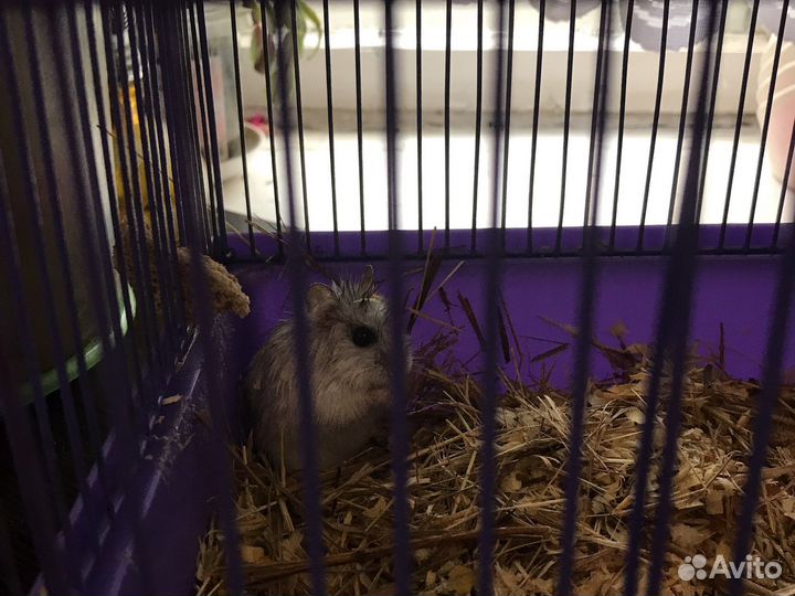 Джунгарский хомяк бесплатно