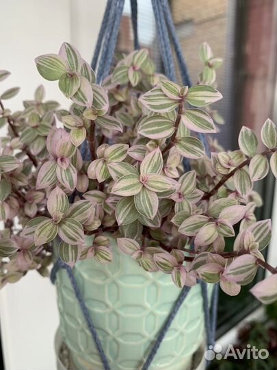 Каллизия ползучая, пушистый кустик