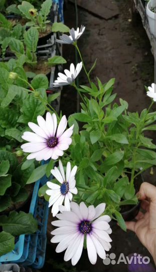 Остеоспермум