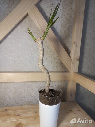 Драцена маргината