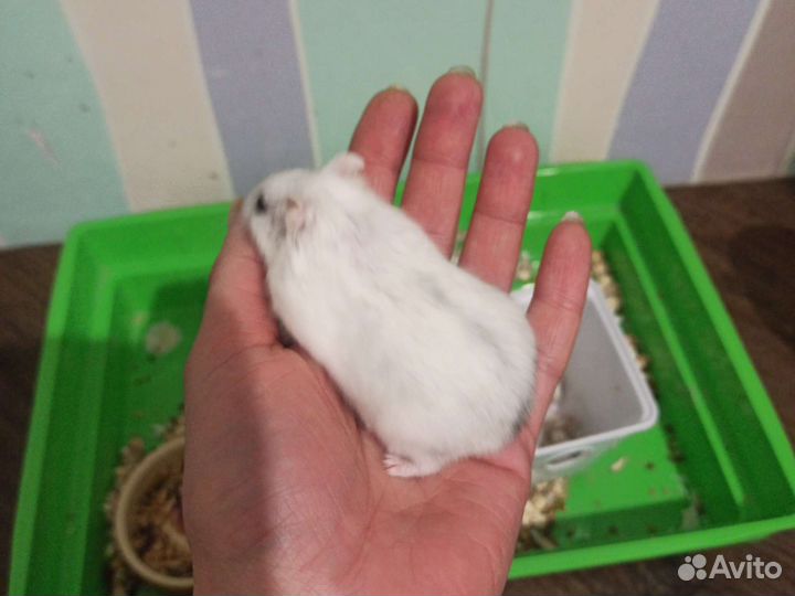 Клетка с хомяками джунгариками