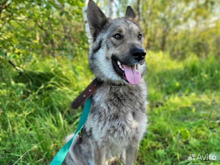 Молодая собака с Историей