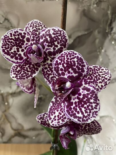 Орхидея Дикий кот