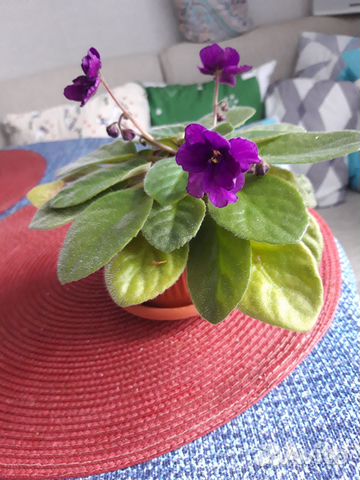 Цветы фиалки