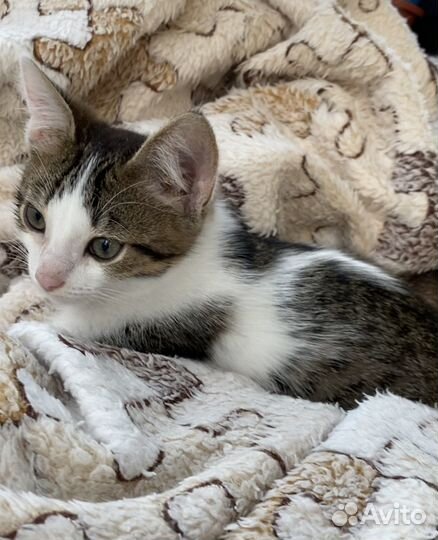 Котёнок ищет дом