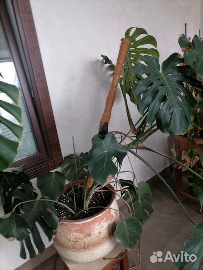 Пролается Монстера