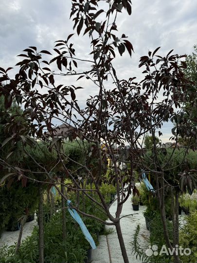 Яблоня недзвецкого