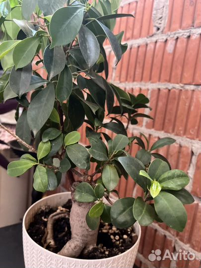 Фикус микрокарпа бонсай