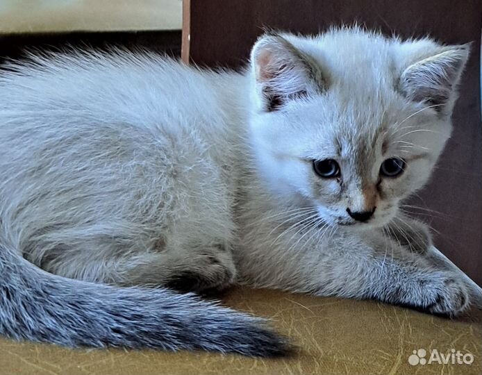 Котята в добрые руки бесплатно
