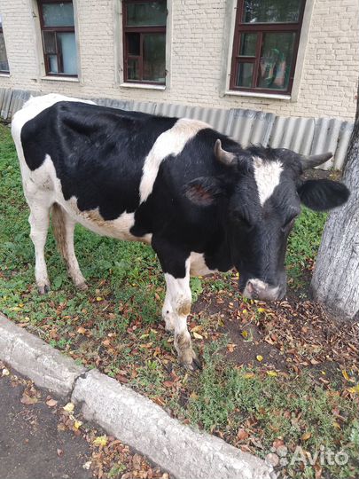 Бычки и телки