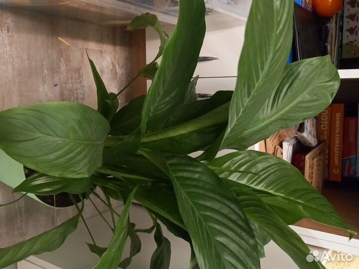 Спатифиллум