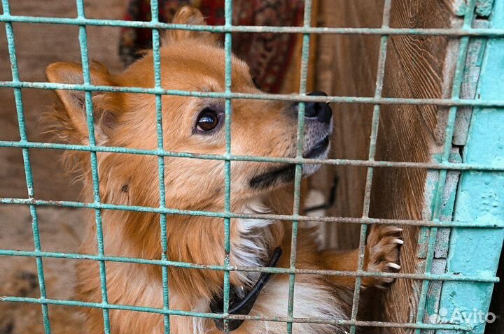 Лисичка из приюта ищет дом