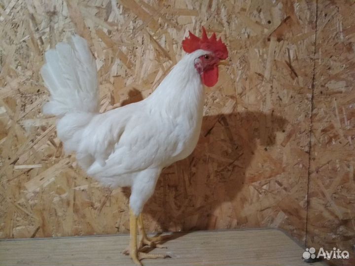 Петухи леггорн