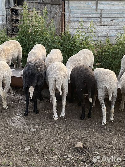 Овцы бараны