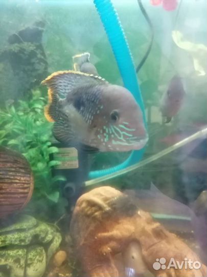 Акара бирюзовая молодь