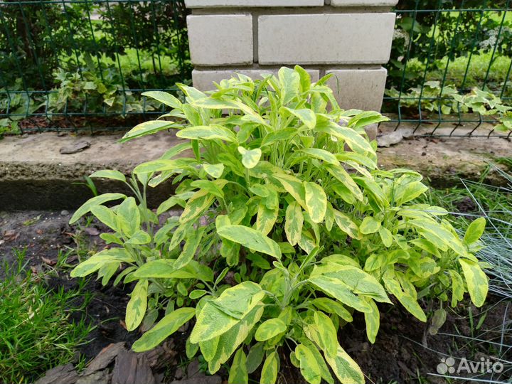 Кустарники и многолетники