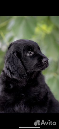 Ретривер Flat