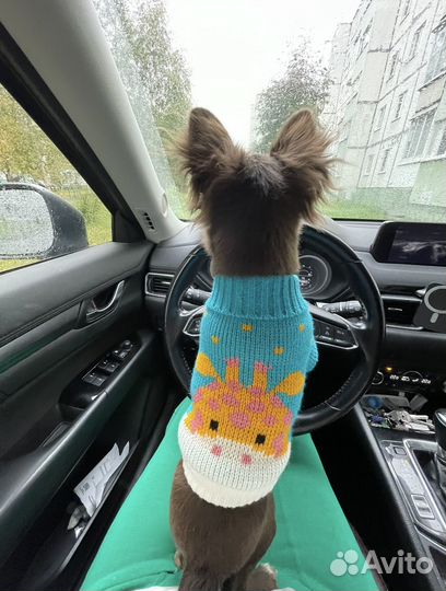 Свитер для собаки, размер XS