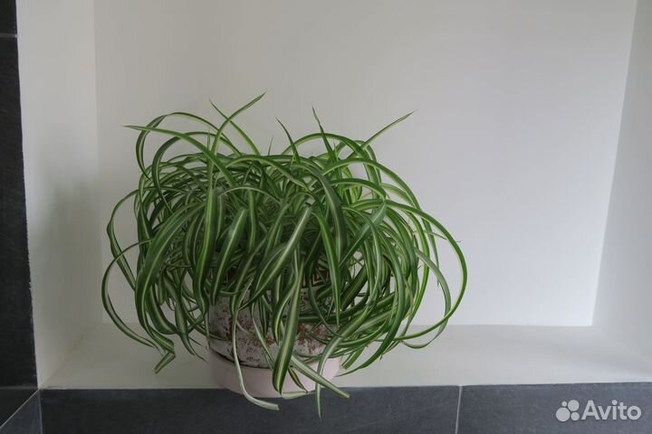 Хлорофитум хохлатый