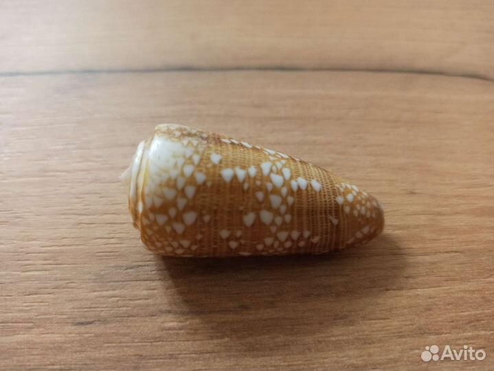 Морская раковина