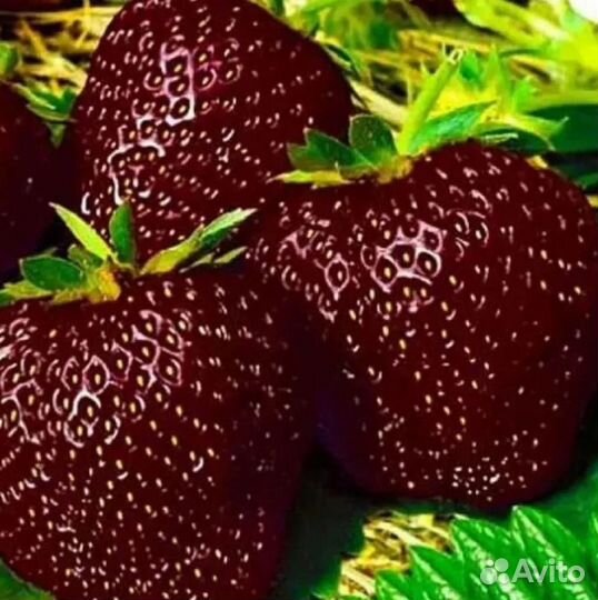 Рассада клубники